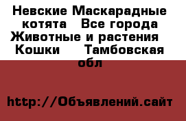 Невские Маскарадные котята - Все города Животные и растения » Кошки   . Тамбовская обл.